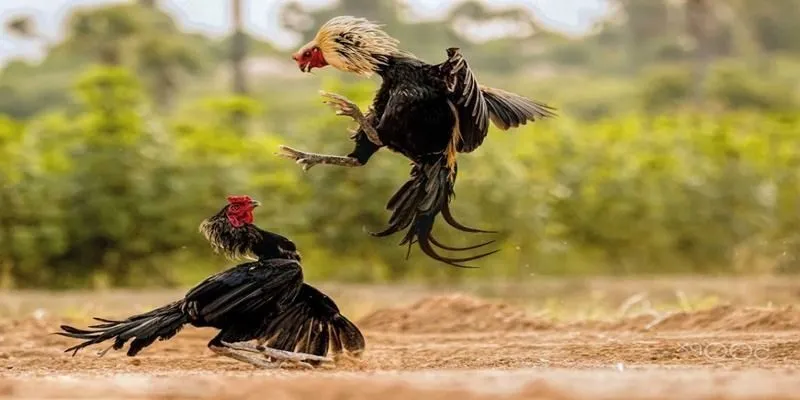 Khám phá đá gà cựa sắt kịch tính tại 9win